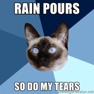 Rain Cat Meme